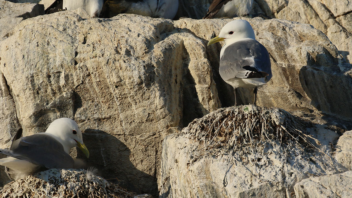 Drieteenmeeuw-Farne Islands